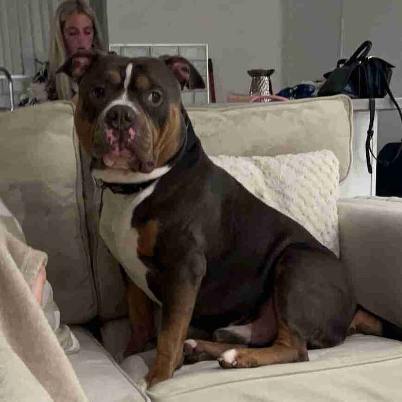 bradley harkness - Private Seller on American Bully Owners - Image 1